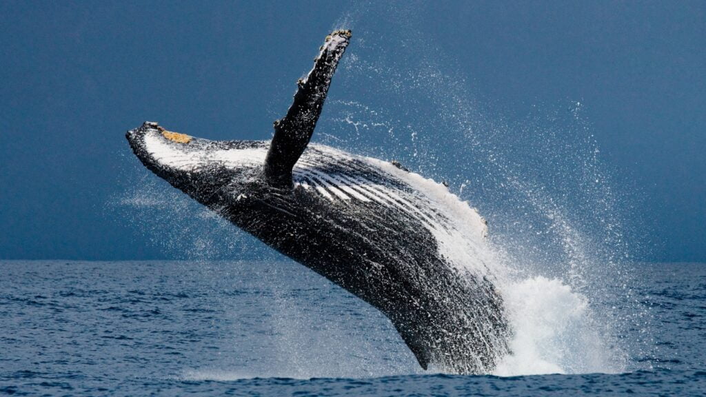 Whale breaching